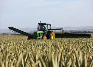 Uprawa zbóż w XXI wieku – czy to się opłaca?