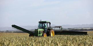 Uprawa zbóż w XXI wieku – czy to się opłaca?